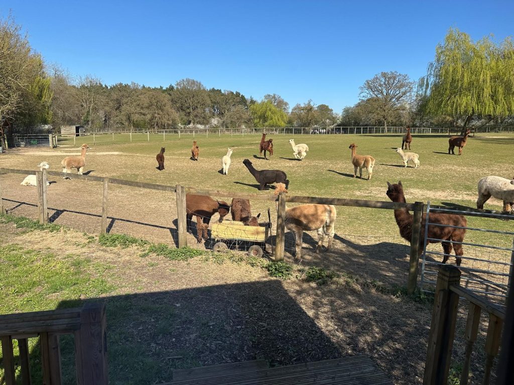 Gentle alpacas roaming the farm, adding a calming and grounding experience for retreat participants.
